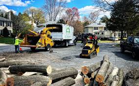 Best Lawn Disease Treatment  in Cheverly, MD
