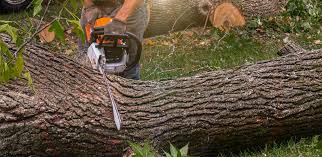 Best Tree and Shrub Care  in Cheverly, MD