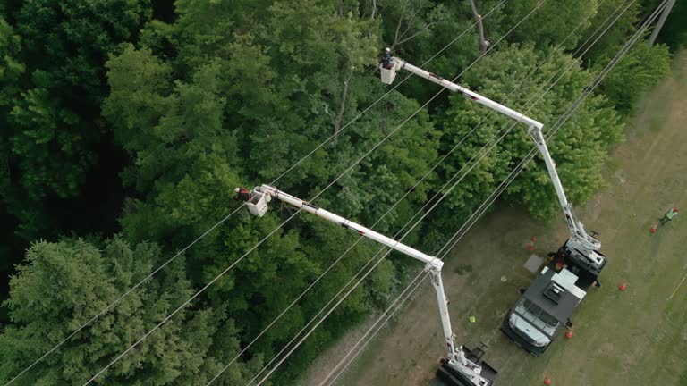 Best Tree Trimming and Pruning  in Cheverly, MD