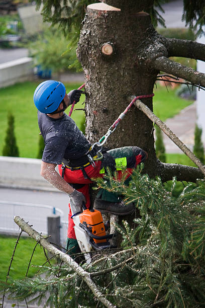 Best Storm Damage Tree Cleanup  in Cheverly, MD