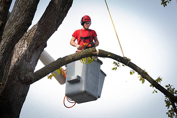 Best Emergency Tree Removal  in Cheverly, MD